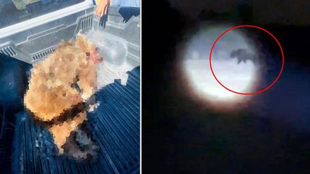 Seferihisar'da ayı saldırısında bir kişi hayatını kaybetti