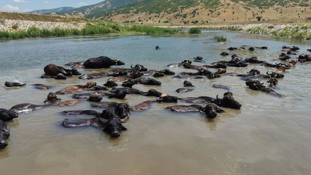 Manda Çobanları Sıcak Havada Karasu Nehri'nde Serinliyor
