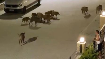 Kuşadası'nda yaban domuzu köpeklerin saldırısından sürüsü tarafından kurtarıldı