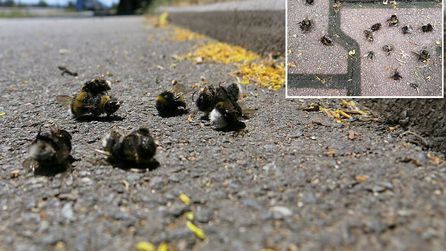 Bombus arı ölümleri yaz aylarında artış gösteriyor