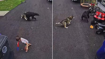 Connecticut'ta kahraman köpek, çocuğu ayıdan korudu