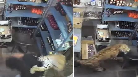 Hindistan'da dükkana giren leopar çalışanı yaraladı