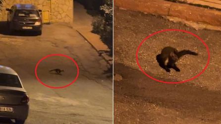 Kadifekale Mahallesi'nde gece yarısı sansar görüldü