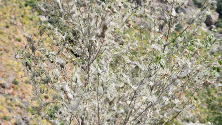 Şırnak'ta Tırtıl İstilasından Etkilenen Ağaçlar Beyaza Büründü