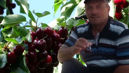 Kastamonu'da kiraz yedikten sonra ölen çiftin durumu araştırılıyor