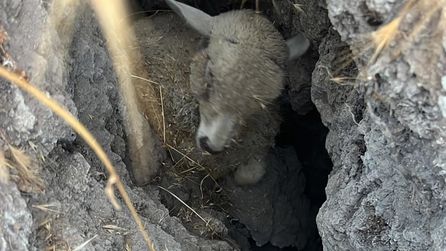 Polatlı'da obruğa düşen hayvanlar için kurtarma operasyonu düzenlendi