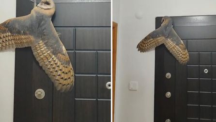 Trabzon'da peçeli baykuş evde bulundu, arıcı onu serbest bıraktı