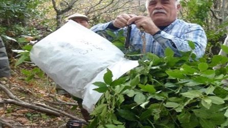 Samsun'daki proje ile orman köylüleri 3,5 milyon lira kazandı