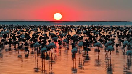 Tuz Gölü'nde flamingo yavrularında son 5 yılın rekoru