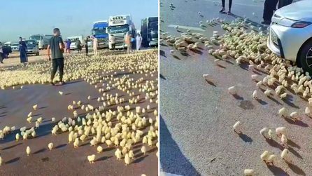 Irak'ta Tır Kazasında Civcivler Yola Saçıldı