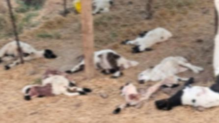 Bismil'de sahipsiz köpekler 15 kuzuyu telef etti