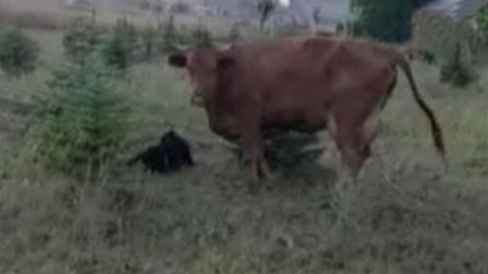 Elmadağ'da kaybolan inek doğum yaparken bulundu