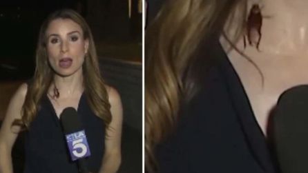 KTLA muhabiri canlı yayında hamam böceğiyle karşılaştı