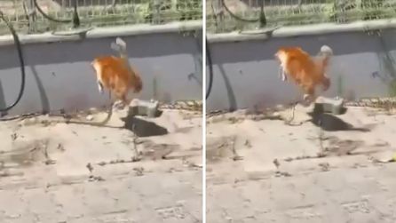 Tekirdağ'da kedi ve yılanın karşılaşması cep telefonuyla kaydedildi