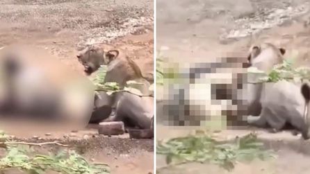 Aslan saldırısı Gujarat'ta çobanın ağır yaralanmasına neden oldu