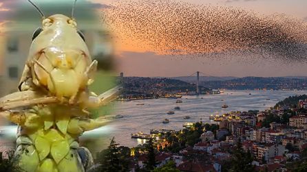 Çekirge Sürüleri İstanbul'dan Sonra Kocaeli'ye Ulaştı
