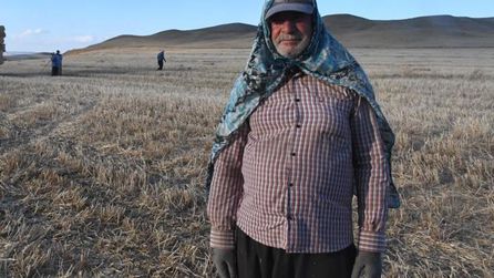 Yozgat'ta tarım işçileri günde 6-7 bin lira kazanıyor