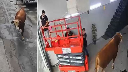 İstanbul'da sanayi sitesinde boğa paniği yaşandı