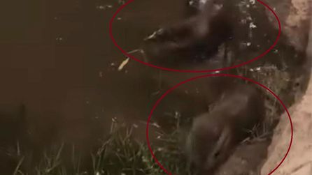 Diyarbakır'da koruma altındaki su samurları Dicle Nehri'nde görüntülendi