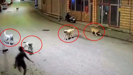 Ordu'da 10 yaşındaki çocuğa başıboş köpekler saldırdı