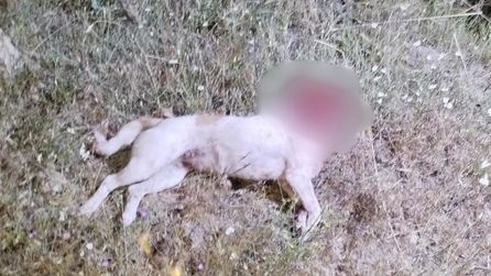 Aksaray'da çoban köpeğini öldüren şüpheli operasyonla yakalandı