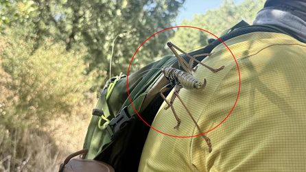 Diyarbakır'da dev etçil çekirgeler görüntülendi