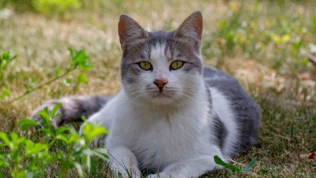 Rus tüccarlar Erzurum'dan 10 bin kedi istemiş! Nedeni şaşırttı