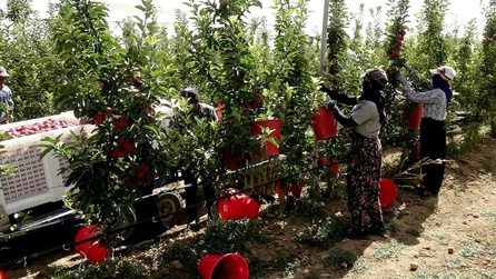 8 yılda 25 bin elma ağacına ulaştı, 4 ülkeye ihraç ediyor