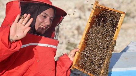 Masa başı işi istemedi, arıları seçti! 250 kovan şimdi bin oldu