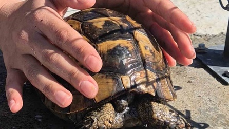 Tekirdağ'da yangında kaplumbağa itfaiye tarafından kurtarıldı