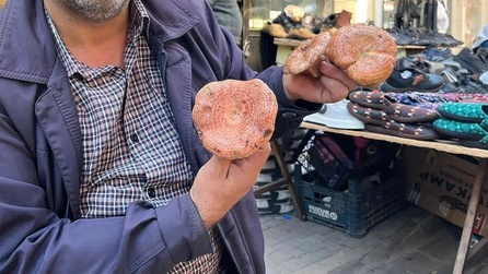 Muğla'da Çıntar Mantarları Sezonu Başladı, Fiyatı 500 Lira