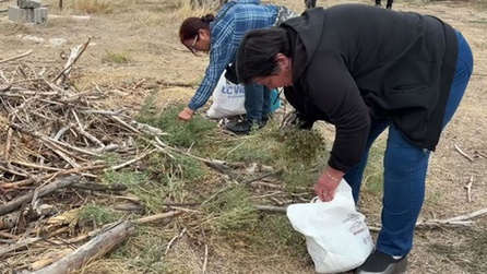 Yozgat'ta üzerlik bitkisi 60 liradan satılıyor