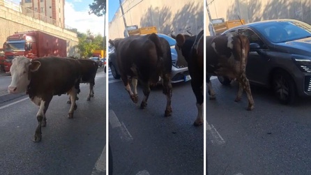 İstanbul Ataşehir'de trafikte başıboş inekler görüldü