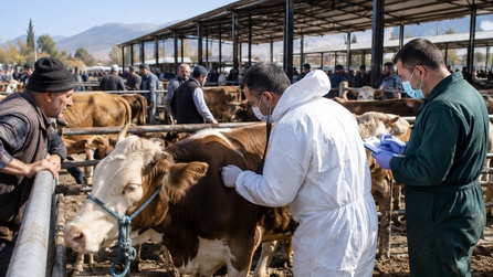 Amasya'da Şap Hastalığı Nedeniyle Hayvan Pazarları Kapatıldı