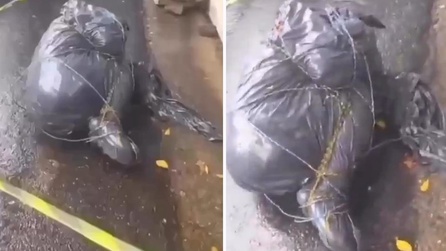 Sao Paulo'da 6 ceset bulundu, hepsi aynı yöntemle bırakıldı