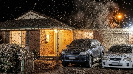 Bogong güveleri Avustralya'da yerleşim alanlarını sardı