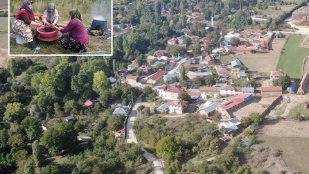 Kastamonu'da üryani eriği hasadı başladı