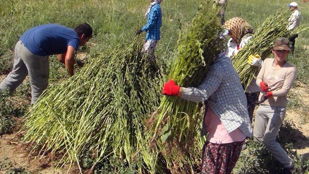 Muğla Gökova'da Susam Hasadı Başladı, Japonya'ya İhracat Yapılıyor