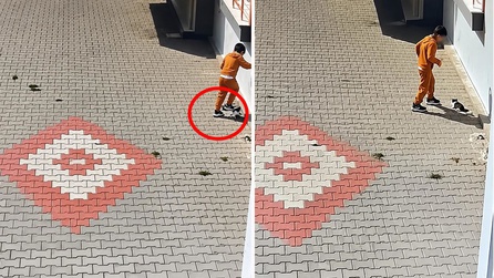 Bandırma'da çocuk kediyi kötü muameleye maruz bıraktı