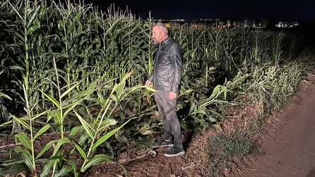 Sivas'ta Domuz Sürüsü Mısır Tarlasına Zarar Verdi, Çiftçi Nöbet Tuttu