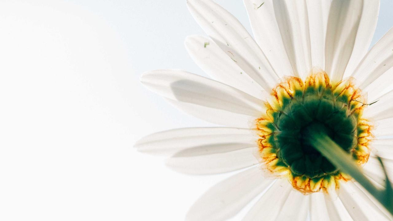 Leylekler elektrik direklerindeki yuvalarına kondu.